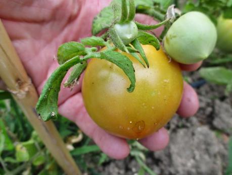 TOMATES EN EL HUERTO
