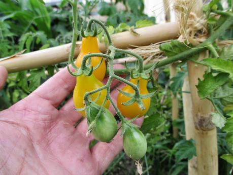 TOMATES EN EL HUERTO