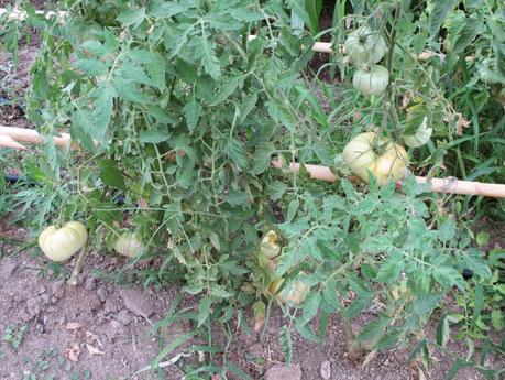 TOMATES EN EL HUERTO