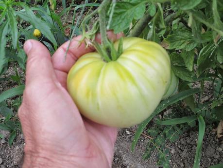 TOMATES EN EL HUERTO