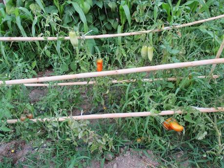 TOMATES EN EL HUERTO
