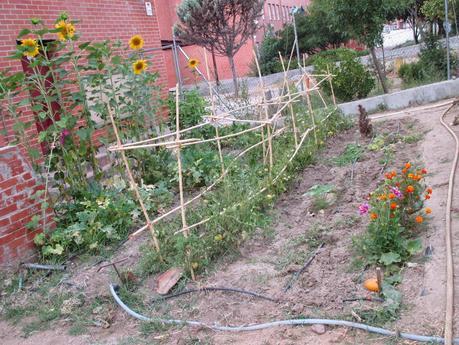 TOMATES EN EL HUERTO
