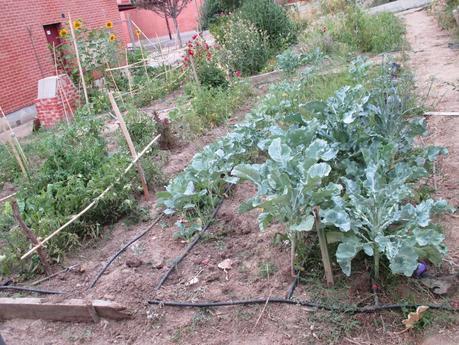 TOMATES EN EL HUERTO