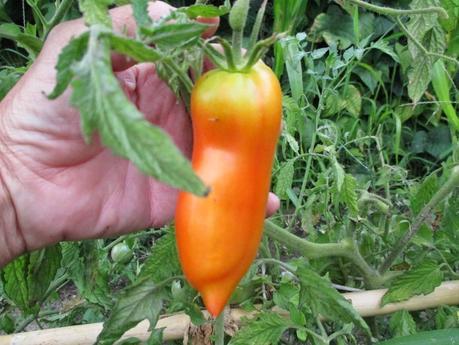 TOMATES EN EL HUERTO