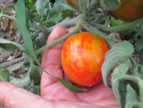 TOMATES EN EL HUERTO