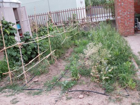 TOMATES EN EL HUERTO