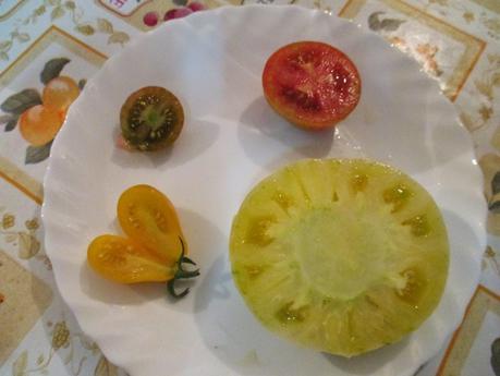 TOMATES EN EL HUERTO