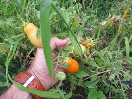 TOMATES EN EL HUERTO
