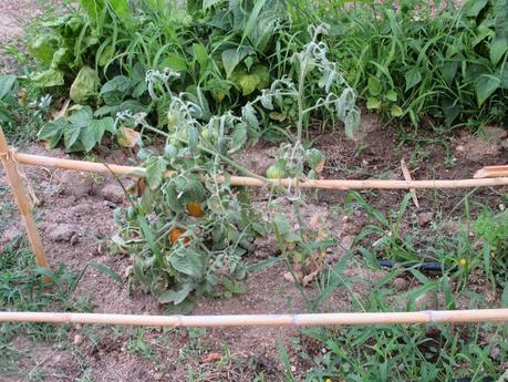 TOMATES EN EL HUERTO
