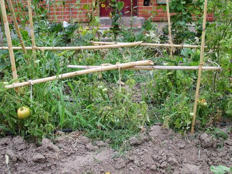 TOMATES EN EL HUERTO