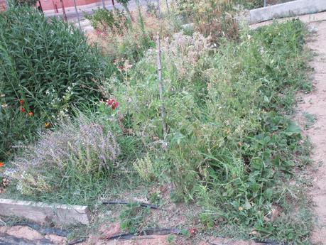 TOMATES EN EL HUERTO