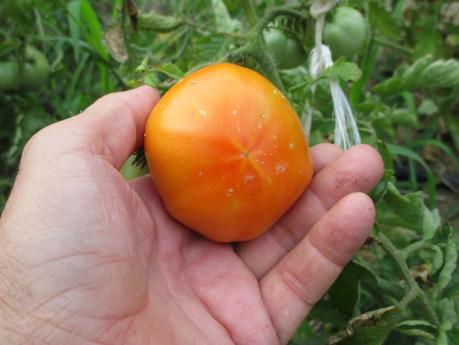 TOMATES EN EL HUERTO