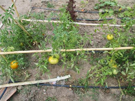 TOMATES EN EL HUERTO