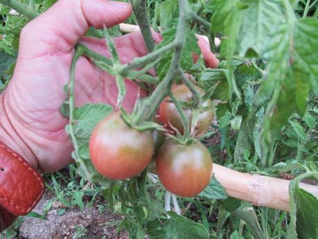 TOMATES EN EL HUERTO