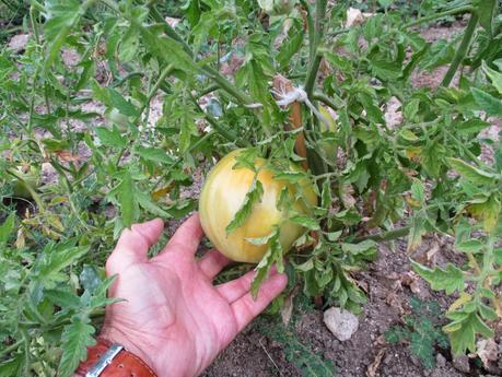 TOMATES EN EL HUERTO