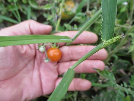 TOMATES EN EL HUERTO