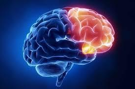 Sabías que … El Lóbulo Frontal lobulo frontal