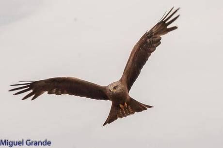 CON MI CÁMARA-SOLO AVES