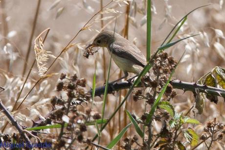 CON MI CÁMARA-SOLO AVES