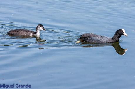 CON MI CÁMARA-SOLO AVES