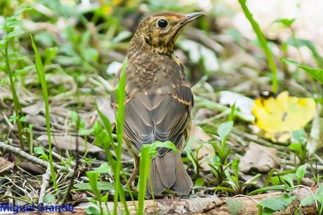 CON MI CÁMARA-SOLO AVES