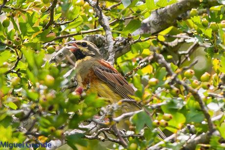 CON MI CÁMARA-SOLO AVES