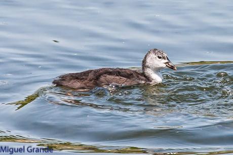 CON MI CÁMARA-SOLO AVES