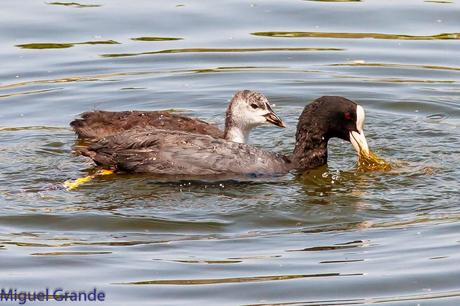 CON MI CÁMARA-SOLO AVES