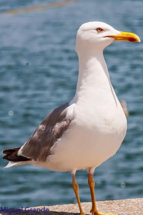 CON MI CÁMARA-SOLO AVES