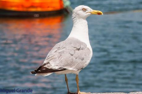 CON MI CÁMARA-SOLO AVES