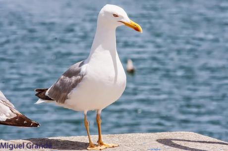 CON MI CÁMARA-SOLO AVES