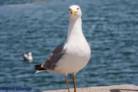 CON MI CÁMARA-SOLO AVES