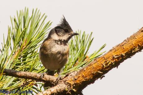 CON MI CÁMARA-SOLO AVES