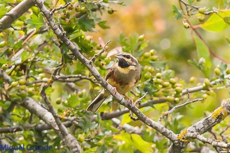 CON MI CÁMARA-SOLO AVES