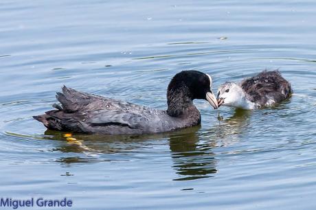 CON MI CÁMARA-SOLO AVES