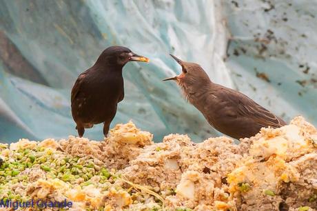 CON MI CÁMARA-SOLO AVES