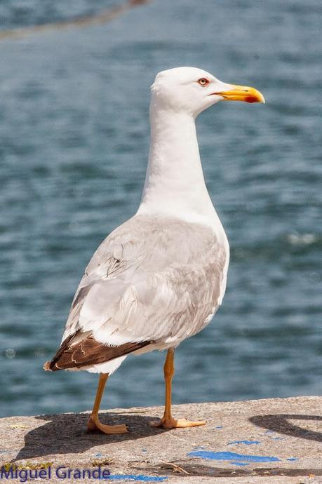 CON MI CÁMARA-SOLO AVES