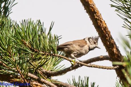 CON MI CÁMARA-SOLO AVES