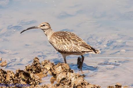 CON MI CÁMARA-SOLO AVES