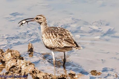 CON MI CÁMARA-SOLO AVES