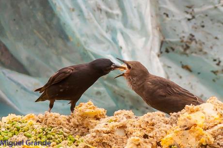 CON MI CÁMARA-SOLO AVES