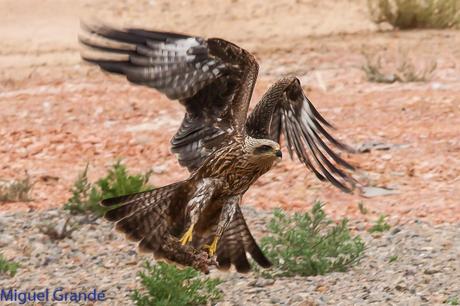 CON MI CÁMARA-SOLO AVES