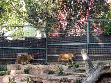 zoo de barcelona