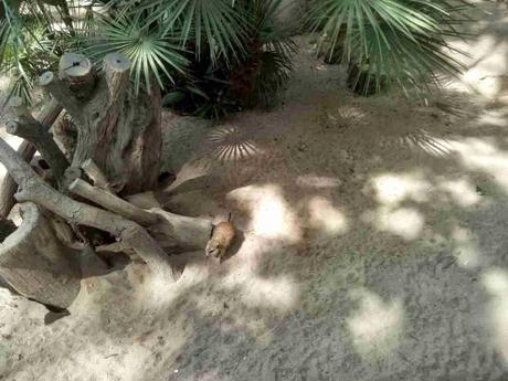 zoo de barcelona