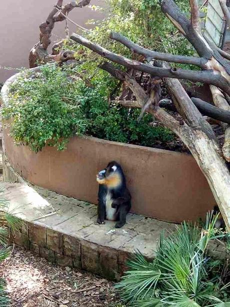 zoo de barcelona