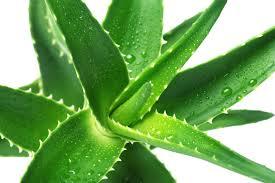 aloe21 Aloe Vera para hidratar y calmar la piel irritada en verano