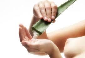 aloe11 Aloe Vera para hidratar y calmar la piel irritada en verano