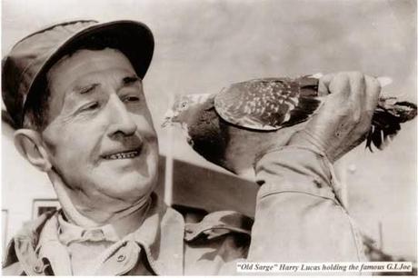 Héroes inusuales: G. I. Joe, la paloma de guerra más famosa de la Historia