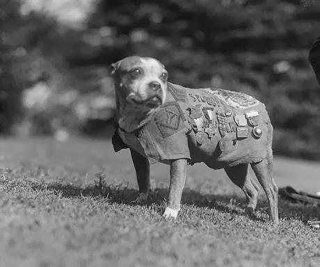 Héroes Inusuales IV: El sargento Stubby, el héroe más condecorado de la Gran Guerra