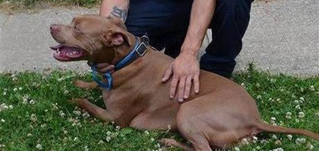 Un pitbull salvó la vida de su dueño con discapacidad auditiva.